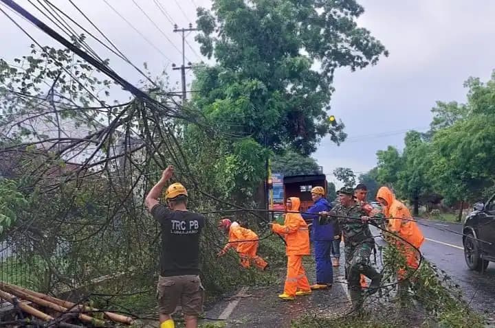 Petugas benahi pohon tumbang