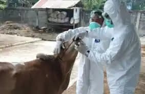 Petugas memberikan perawatan kepaha hewan ternak sapi