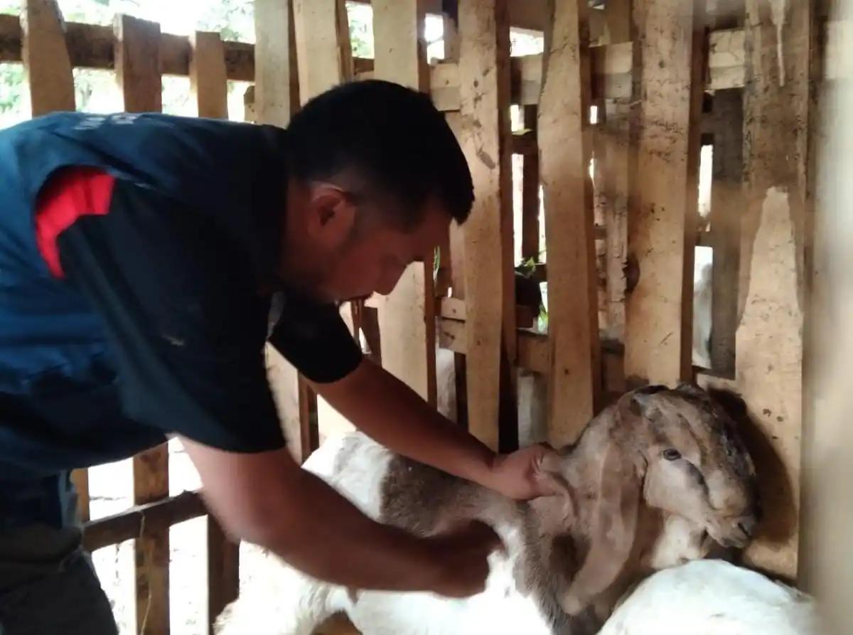 Petugas Puskeswan saat melakukan pengobatan pada hewan ternak milik warga