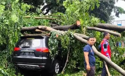 Pohon Tumbang