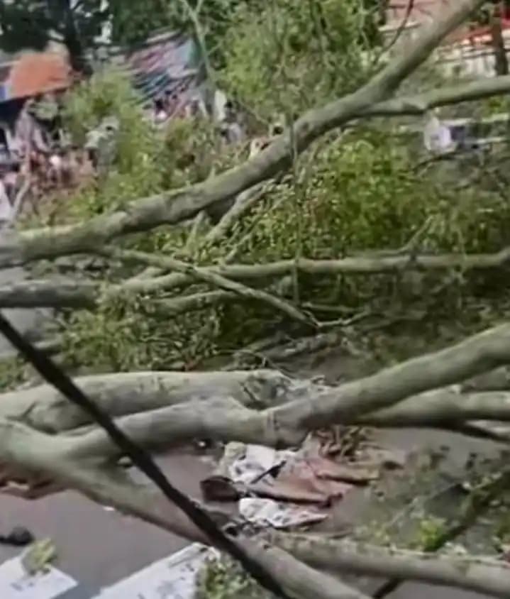 Pohon Tumbang di Pemalang Saat Salat Id