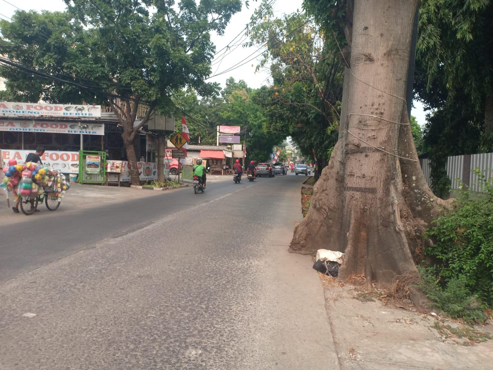 Pohon Tumbuh di Jalan Raya Ancam Keselamatan, Warga Minta Distamhut DKI Jakarta Menertibkan