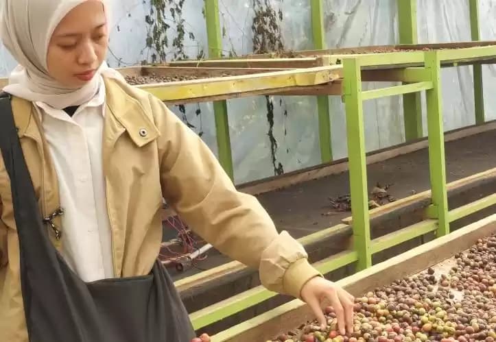 Proses penjemuran komoditas kopi di Kabupaten Rejang Lebong, Provinsi Bengkulu