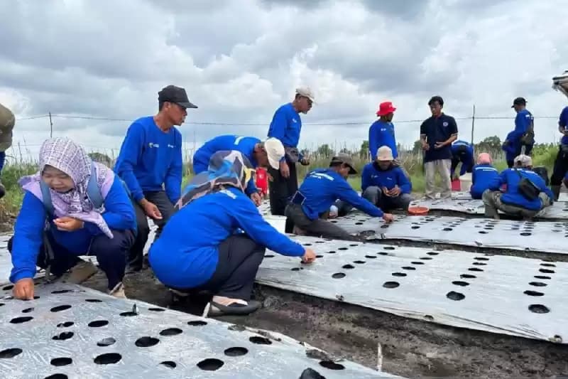PT Timah