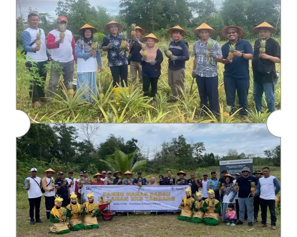 PT Timah-Kebun Nanas
