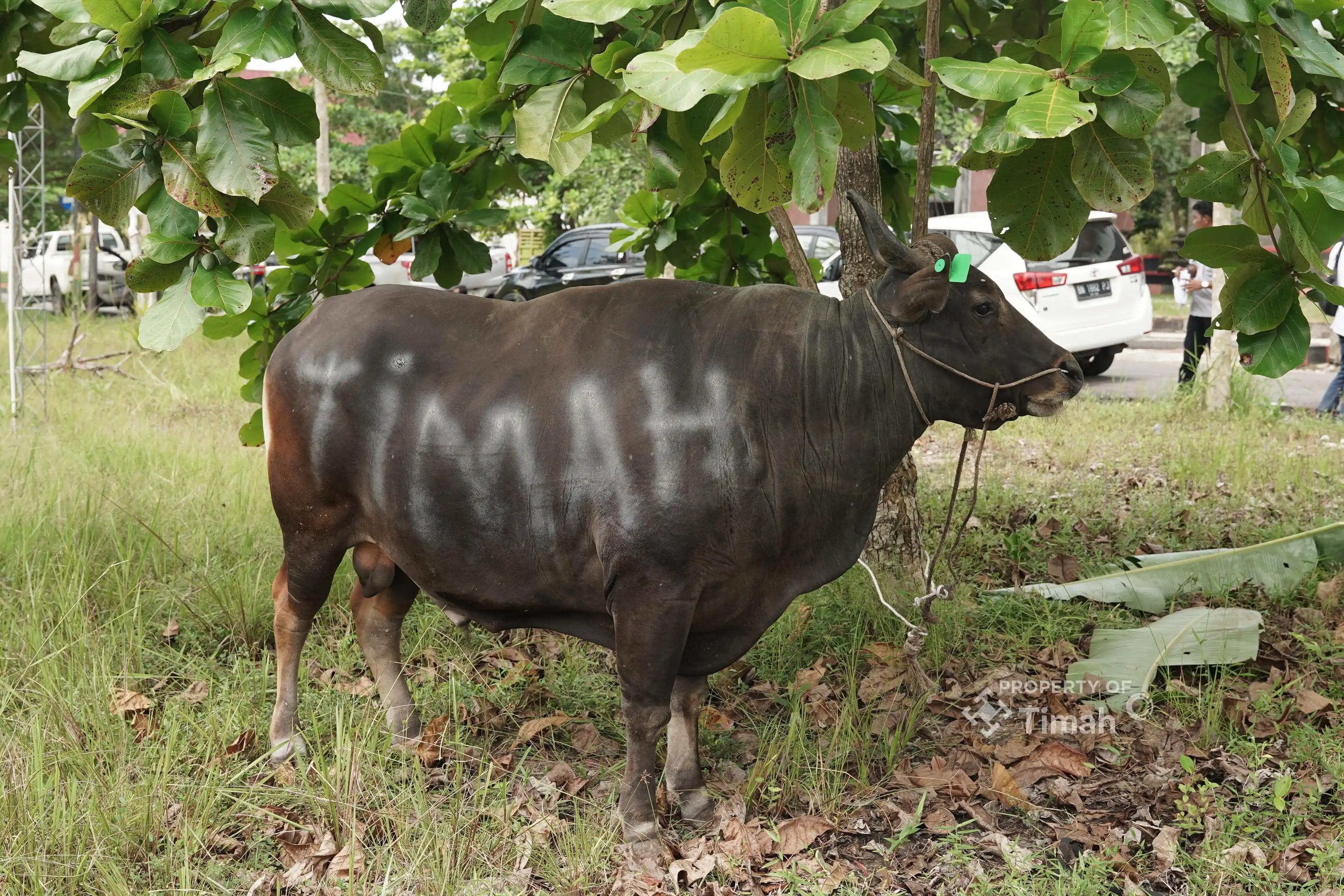 PT Timah-Kurban