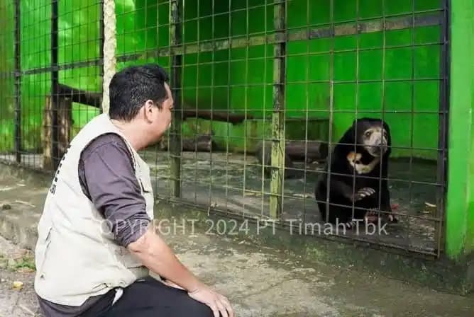 PT Timah-Tambang Ilegal
