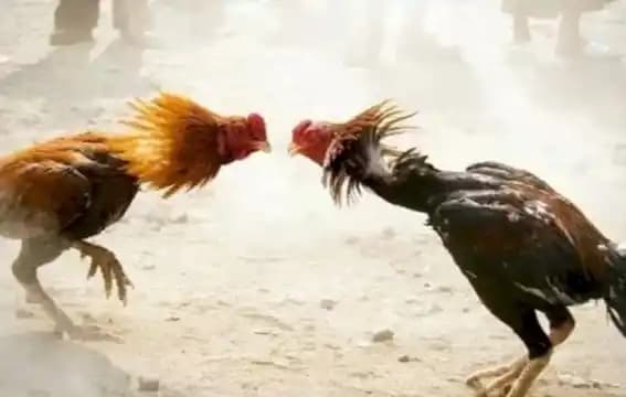 Sabung Ayam