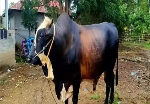 sapi kurban jokowi