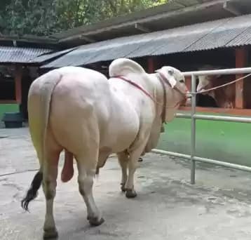 sapi kurban jokowi