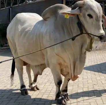 Sapi Prabowo