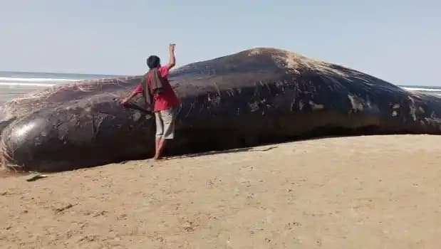 Seekor paus terdampar di pesisir pantai Kabupaten Sumba Timur