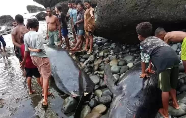 Sejumlah paus pilot terdampar di pesisir pantai di Alor, NTT