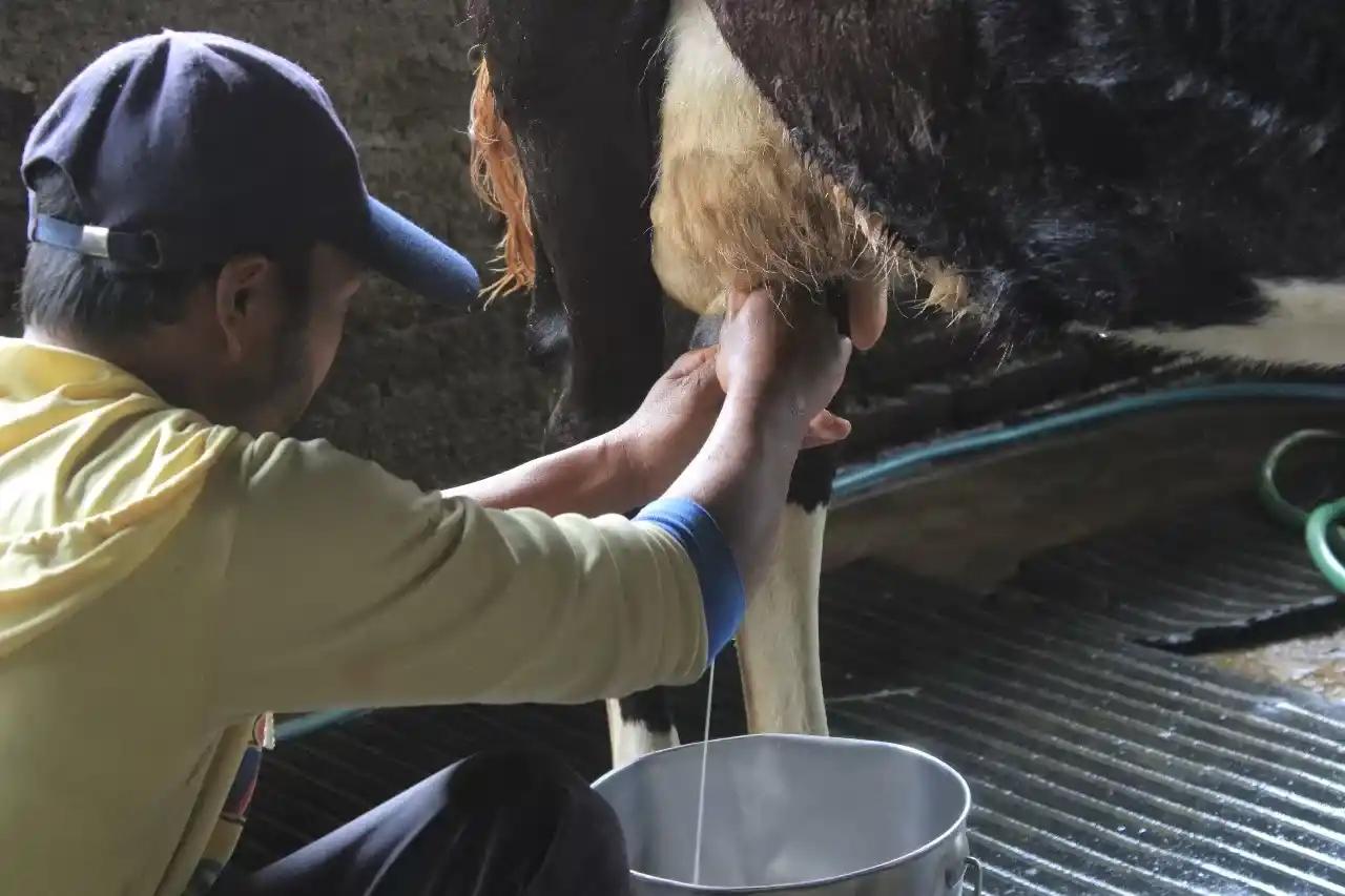 Susu Impor Bebas Pajak, Peternak Lokal Menangis