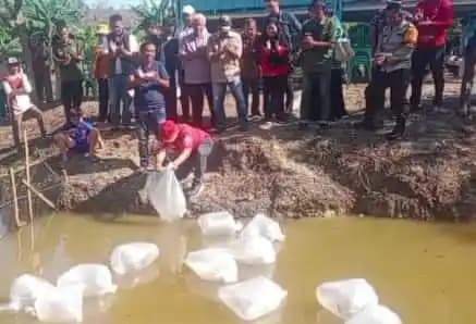 TebarBenihIkanMerangin