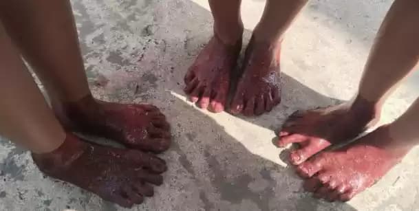 tradisi celup kaki ke darah hewan