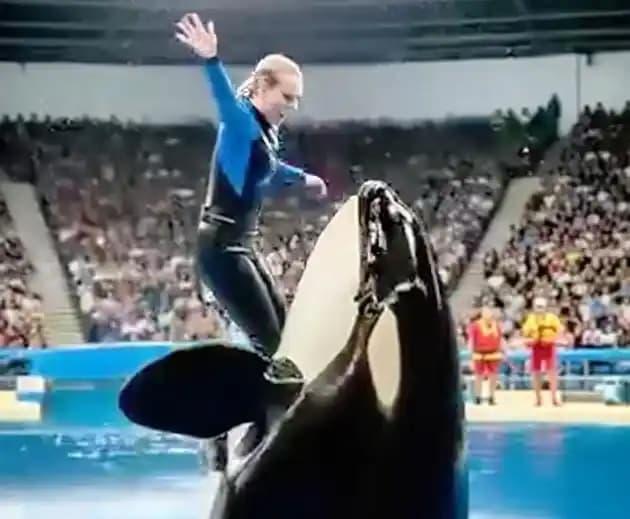 Video Viral Jessica Radcliffe Tewas Diserang Paus Orca Adalah Hoaks