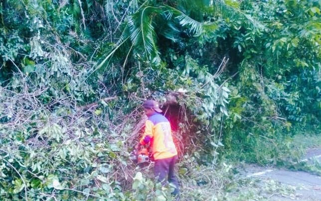 Akibat Angin Kencang di Sabang, Sejumlah Pohon Tumbang