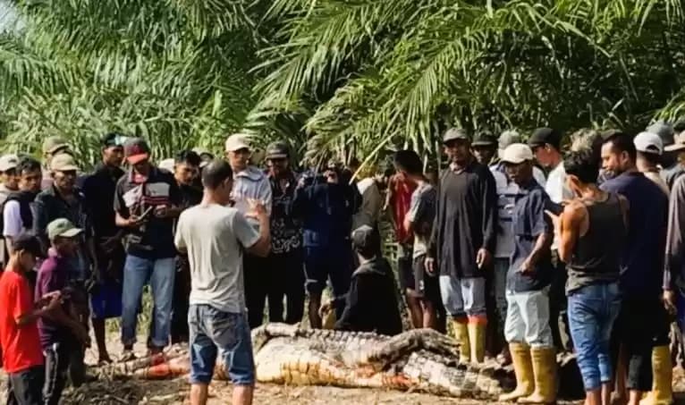 Warga saat membelah perut buaya muara yang menerkam seorang pria di Kabupaten Rokan Hilir