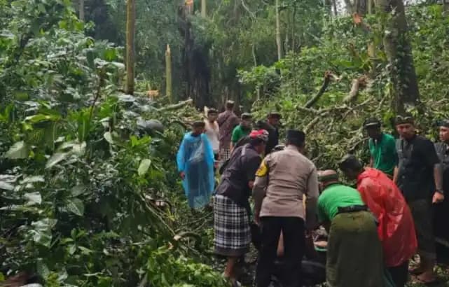 Wisatawan tertimpa pohon di objek wisata Monkey Forest