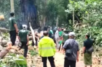 Wisatawan WNA Tewas Tertimpa Pohon