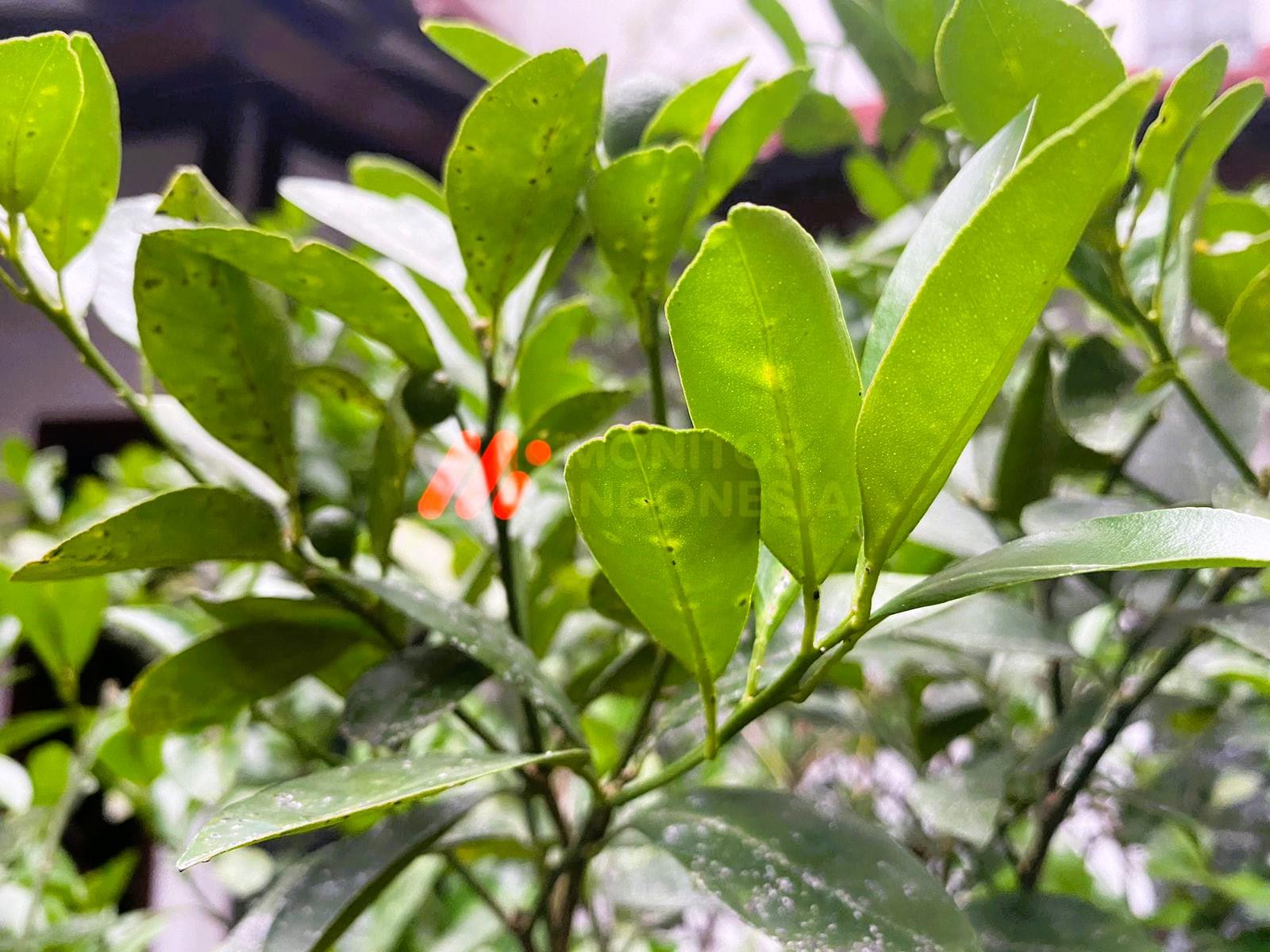 Kenali Manfaat dan Kegunaan Daun Jeruk