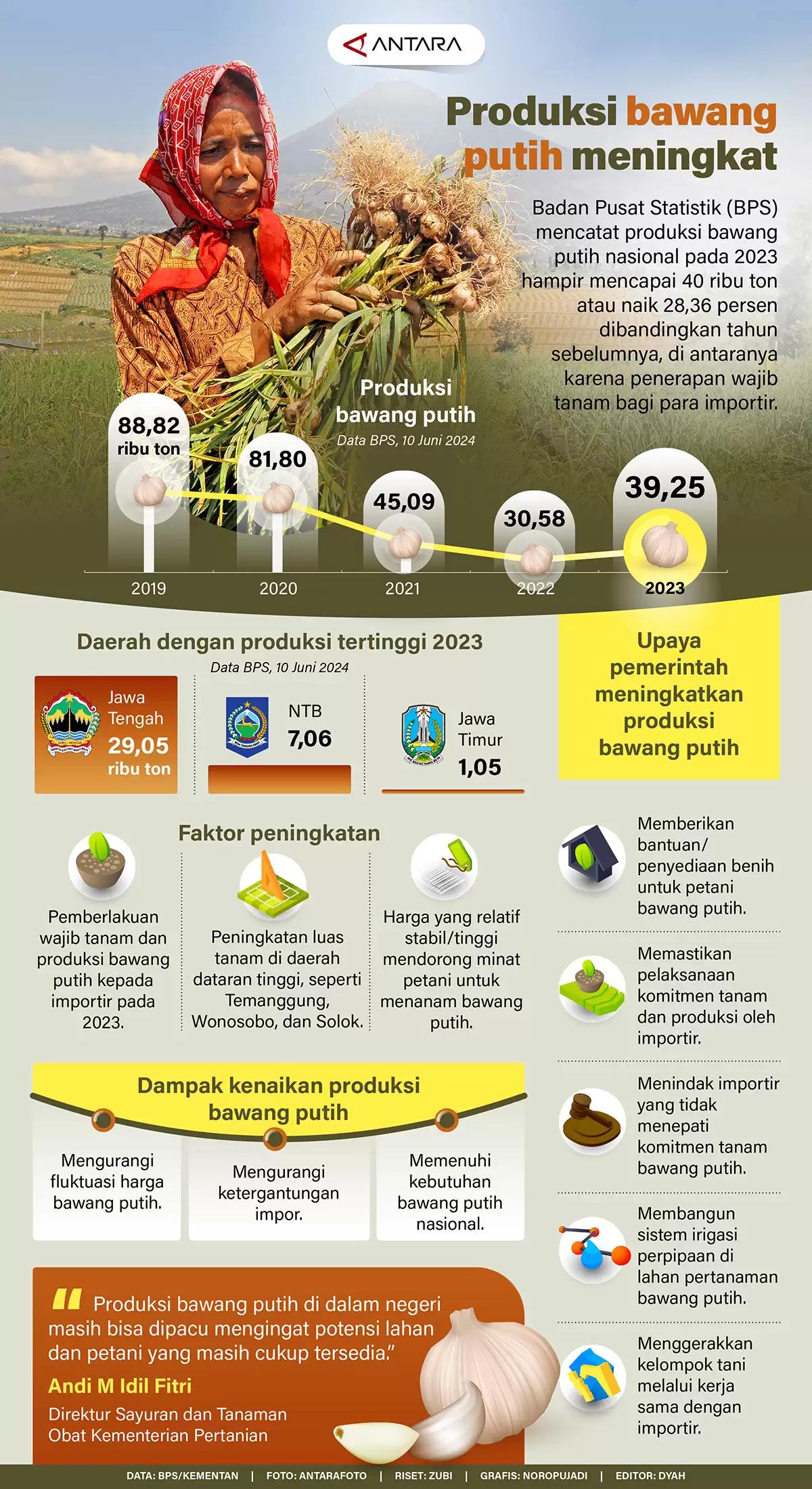 Infografis - Produksi Bawang Putih Meningkat